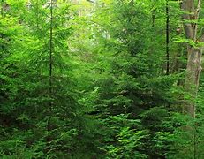 greenery