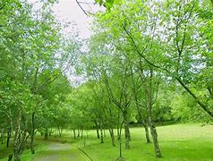 greenery