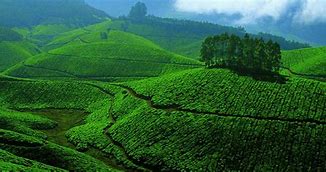 greenery