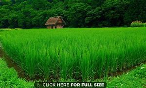 greenery