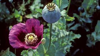 opium