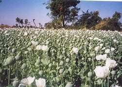 opium