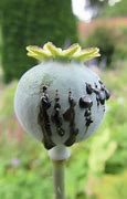 opium