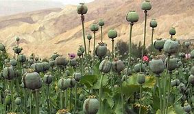 opium