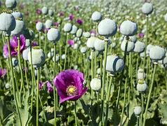 opium
