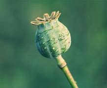 opium