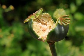 opium