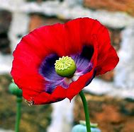 opium