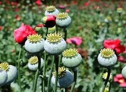 opium