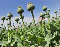 opium