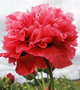 opium