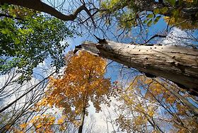 skyward